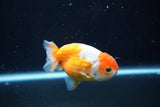 Ranchu  Sakura 3 Inch (ID#1004R5c-86) Free2Day SHIPPING