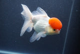 Thai Oranda  Red Cap 5.5 Inch (ID#1011To13a-47) Free2Day SHIPPING