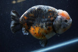 Jumbo Ranchu  Kirin 5.5 Inch (ID#1224R14a-101)