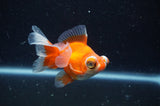 Butterfly  Calico 3.5 Inch (ID#304B8b-46) Free2Day SHIPPING