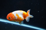 Ranchu  Sakura 3 Inch (ID#1004R5c-86) Free2Day SHIPPING