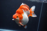 Giant Ryukin  Red White 6.5 Inch (ID#1227Ry7a-106)