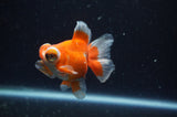 Butterfly  Calico 3.5 Inch (ID#304B8b-46) Free2Day SHIPPING