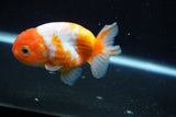 Ranchu  Sakura 3 Inch (ID#1004R5c-86) Free2Day SHIPPING