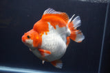 Giant Ryukin  Red White 6.5 Inch (ID#1227Ry7a-106)