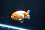 Ranchu  Sakura 3 Inch (ID#1004R5c-86) Free2Day SHIPPING