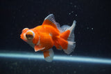 Butterfly  Calico 3.5 Inch (ID#304B8b-46) Free2Day SHIPPING