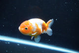 Ranchu  Sakura 3 Inch (ID#1004R5c-86) Free2Day SHIPPING