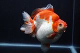 Giant Ryukin  Red White 6.5 Inch (ID#1227Ry7a-106)