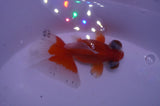 Butterfly  Calico 3.5 Inch (ID#304B8b-46) Free2Day SHIPPING