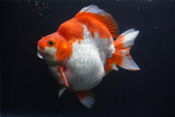 Giant Ryukin  Red White 6.5 Inch (ID#1227Ry7a-106)