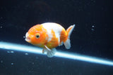 Ranchu  Sakura 3 Inch (ID#1004R5c-86) Free2Day SHIPPING