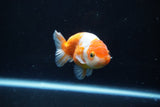 Ranchu  Sakura 3 Inch (ID#1004R5c-86) Free2Day SHIPPING