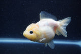 Yuan Bao Oranda  Sakura 4 Inch (ID#1220Yb10b-57) Free2Day SHIPPING