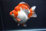 Giant Ryukin  Red White 6.5 Inch (ID#1227Ry7a-106)