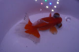 Butterfly  Calico 3.5 Inch (ID#304B8b-46) Free2Day SHIPPING
