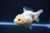 Yuan Bao Oranda  Sakura 4 Inch (ID#1220Yb10b-57) Free2Day SHIPPING