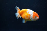 Ranchu  Sakura 3 Inch (ID#1004R5c-86) Free2Day SHIPPING