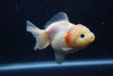 Yuan Bao Oranda  Sakura 4 Inch (ID#1220Yb10b-57) Free2Day SHIPPING