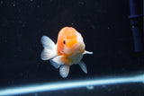 Ranchu  Sakura 3.5 Inch (ID#1008R5c-85) Free2Day SHIPPING