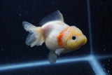 Yuan Bao Oranda  Sakura 4 Inch (ID#1220Yb10b-57) Free2Day SHIPPING