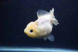 Yuan Bao Oranda  Sakura 4 Inch (ID#1220Yb10b-57) Free2Day SHIPPING