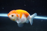 Ranchu  Sakura 3.5 Inch (ID#1008R5c-85) Free2Day SHIPPING