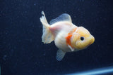 Yuan Bao Oranda  Sakura 4 Inch (ID#1220Yb10b-57) Free2Day SHIPPING