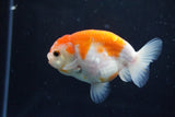 Ranchu  Sakura 3.5 Inch (ID#1008R5c-85) Free2Day SHIPPING