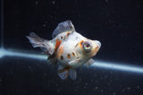 Butterfly  Calico 4 Inch (ID#304B8b-47) Free2Day SHIPPING