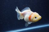 Yuan Bao Oranda  Sakura 4 Inch (ID#1220Yb10b-57) Free2Day SHIPPING