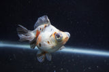 Butterfly  Calico 4 Inch (ID#304B8b-47) Free2Day SHIPPING