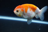 Ranchu  Sakura 3.5 Inch (ID#1008R5c-85) Free2Day SHIPPING