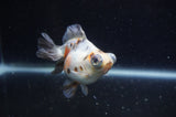 Butterfly  Calico 4 Inch (ID#304B8b-47) Free2Day SHIPPING