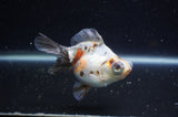 Butterfly  Calico 4 Inch (ID#304B8b-47) Free2Day SHIPPING