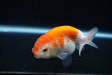 Ranchu  Sakura 3.5 Inch (ID#1008R5c-85) Free2Day SHIPPING