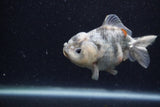 Yuan Bao Oranda  Granite 4 Inch (ID#1220Yb10b-58) Free2Day SHIPPING