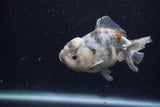 Yuan Bao Oranda  Granite 4 Inch (ID#1220Yb10b-58) Free2Day SHIPPING