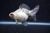 Butterfly  Calico 4 Inch (ID#304B8b-47) Free2Day SHIPPING