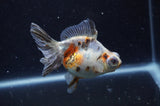 Butterfly  Calico 4 Inch (ID#304B8b-47) Free2Day SHIPPING