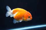 Ranchu  Sakura 3.5 Inch (ID#1008R5c-85) Free2Day SHIPPING