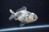 Yuan Bao Oranda  Granite 4 Inch (ID#1220Yb10b-58) Free2Day SHIPPING