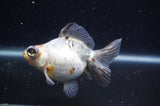 Butterfly  Calico 4 Inch (ID#304B8b-47) Free2Day SHIPPING