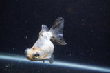 Butterfly  Calico 4 Inch (ID#304B8b-47) Free2Day SHIPPING
