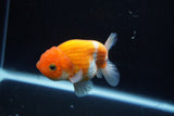 Ranchu  Sakura 3.5 Inch (ID#1008R5c-86) Free2Day SHIPPING