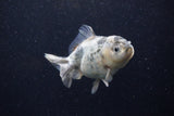 Yuan Bao Oranda  Granite 4 Inch (ID#1220Yb10b-58) Free2Day SHIPPING