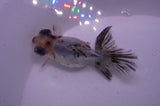 Butterfly  Calico 4 Inch (ID#304B8b-47) Free2Day SHIPPING