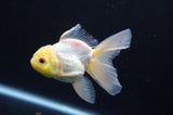 Juvenile Thai Oranda  Lemon Head White 3.5 Inch (ID#408T13b-64) Free2Day SHIPPING