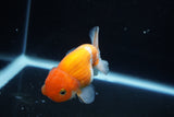 Ranchu  Sakura 3.5 Inch (ID#1008R5c-86) Free2Day SHIPPING