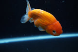 Ranchu  Sakura 3.5 Inch (ID#1008R5c-86) Free2Day SHIPPING